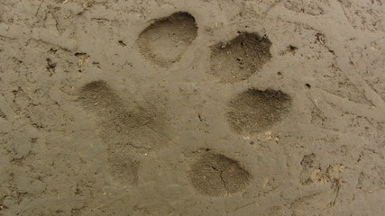Large dog's footprint on a clay trail
