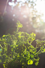Obraz premium Curly parsley leaves closeup in the garden