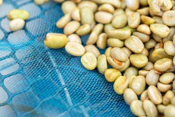 natural organic green coffee beans