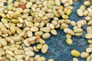 natural organic green coffee beans