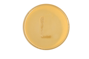 bacteria escherichia coli culture on plate in shape letter l