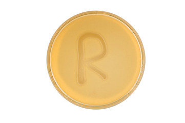 bacteria escherichia coli culture on plate in shape letter r
