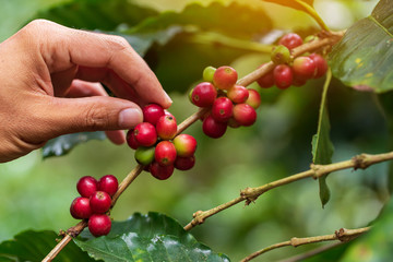 Coffee beans ripening on tree in North of thailand