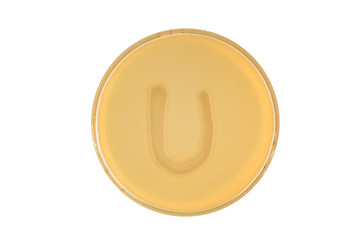 bacteria escherichia coli culture on plate in shape letter u