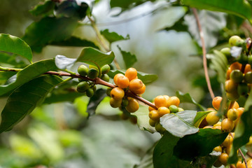 Coffee beans ripening on tree in North of thailand