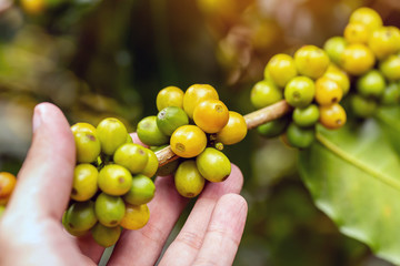 Arabica yellow coffee beans on tree branch