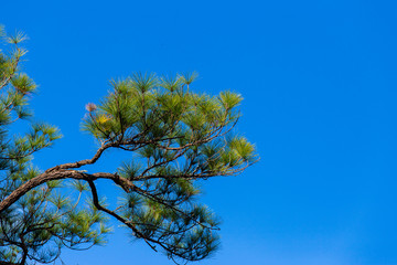 Pinus mugo - It is also known as creeping pine, dwarf mountain pine, mugo pine.