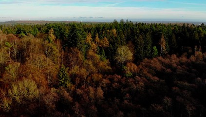 Schleswig Holstein Wald mit Drohne 