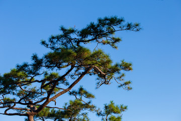 Pinus mugo - It is also known as creeping pine, dwarf mountain pine, mugo pine.