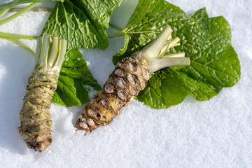 雪の上のわさび