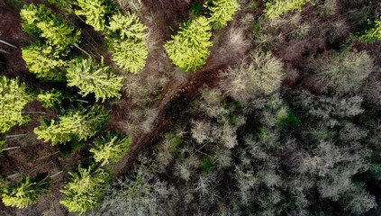 Schleswig Holstein Wald mit Drohne 