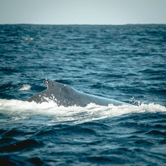 Fototapeta premium Humpback whale diving down into the Indian Ocean