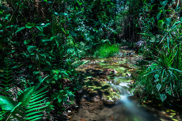 Stream in the green