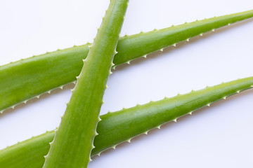 Aloe vera fresh leaves on white