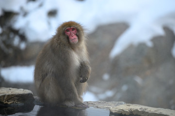 冬の温泉の猿