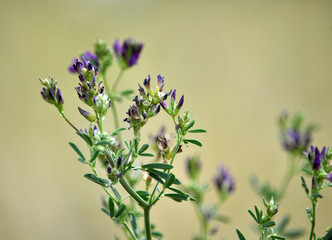 The field is blooming alfalfa