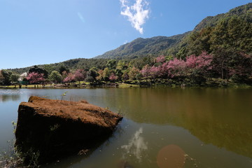 Fototapeta premium chiangmai
