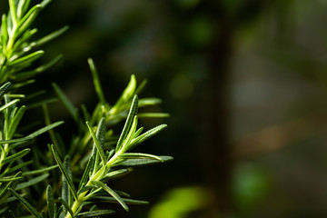 Fresh Rosemary Herb grow outdoor. Rosemary leaves Close-up.