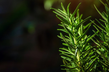 Fresh Rosemary Herb grow outdoor. Rosemary leaves Close-up.