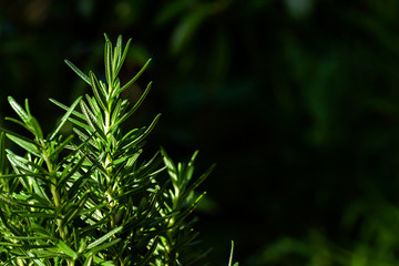 Fresh Rosemary Herb grow outdoor. Rosemary leaves Close-up.