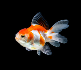 goldfish isolated on a dark black background