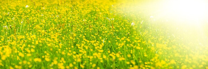 Banner mit Blumenwiese mit Sonnenstrahlen und Textfreiraum