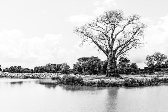 Standing tall BW