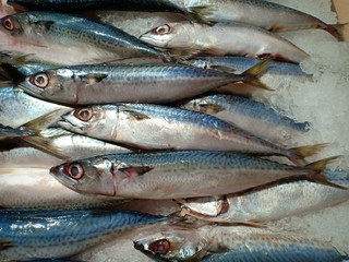 Saba fish vol.12365598