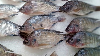 Tilapia vol.555