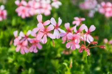 Obraz premium Closeup of geranium macrorrhizum, crane's bill in bloom among green spring foliage