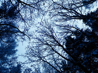 Winter season branches as nature background.