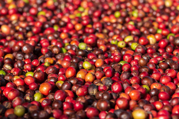 Fresh Arabica coffee berries . Organic coffee farm
