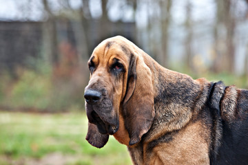 Dog breed bloodhound portrait on nature - obrazy, fototapety, plakaty