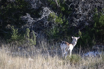 young spotted deer with one antler