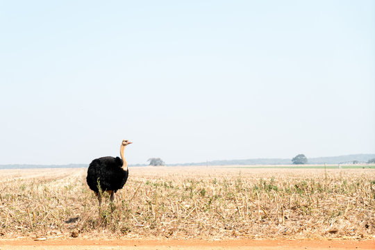 Ostrich