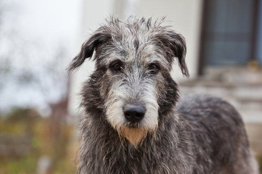 Dog breed  irish wolfhound portrait on nature