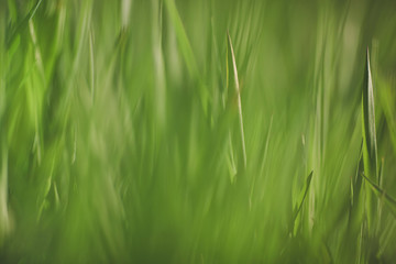 Green early spring grass close-up background. Selective focus.