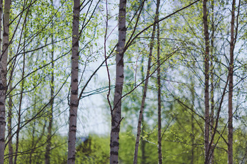 Birch trees with blossoming spring tender leaves