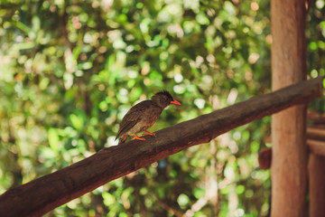 Exotic little bird with a red beak on a tree branch in the wild