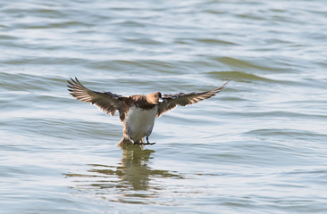 Mallard Ducks flying in front of a Lake.