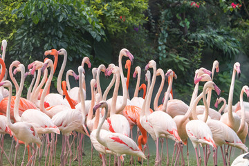 Flamingo birds standing in lake