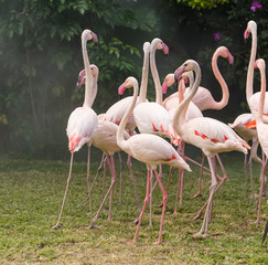 Flamingo birds standing in lake