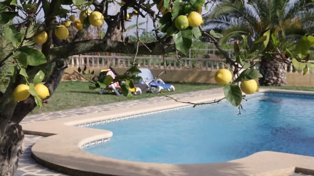 Poolsicht durch Zitronenbaum