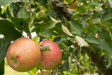 2 beautiful ripen red apples in organic orchard