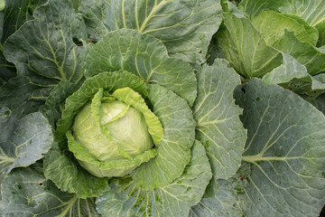 green organic cabbage close up background