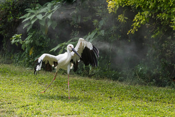 Naklejka na ściany i meble Oriental white stork in their natural habitat