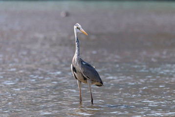 Gray heron.Wildlife in natural habitat
