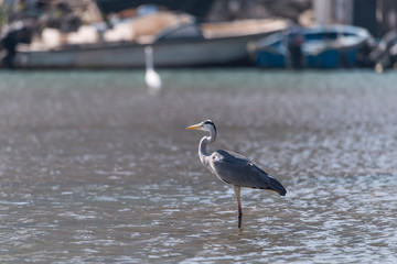 Gray heron.Wildlife in natural habitat