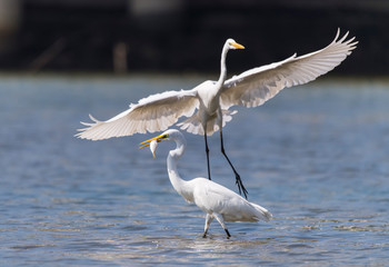 Great white egrets fighting