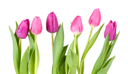 Pink tulips isolated against white background